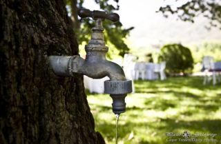 tree with a tap